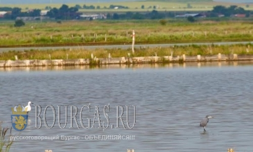 На Атанасовском озере в Бургасе появился редкий вид цапель