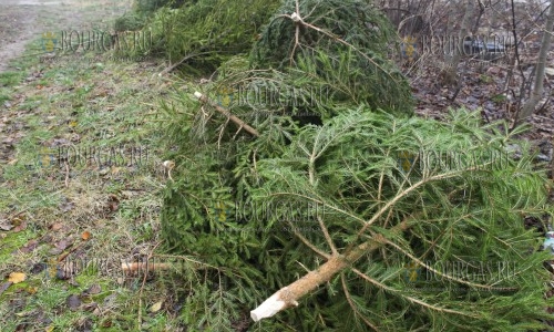 В районе Сандански на днях незаконно срубили более 180 деревьев