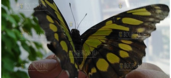 В Бургасе пройдет выставка экзотических бабочек и африканских улиток