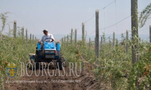 В Бургасе начали выращивать ягоды годжи