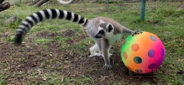 Животные в зоопарке Бургаса получили подарки на Рождество