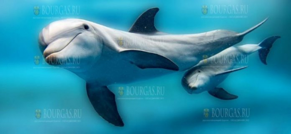 Дельфины наслаждаются чистыми водами Черного моря в Болгарии