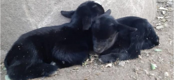В зоопарке Варны появились двое камерунских козлят