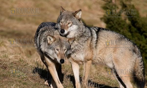 За 3 недели в Бургасской области отстрелили 17 волков