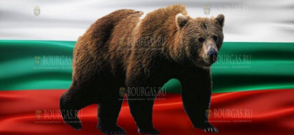 Медведь напугал туристов в горах в Болгарии