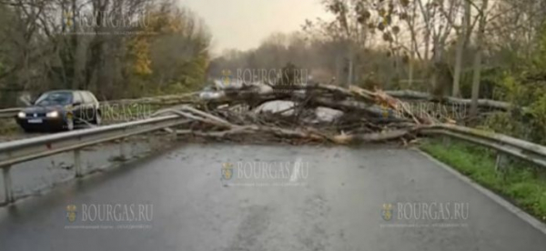 На дороге Бургас-Созополь упало огромное дерево