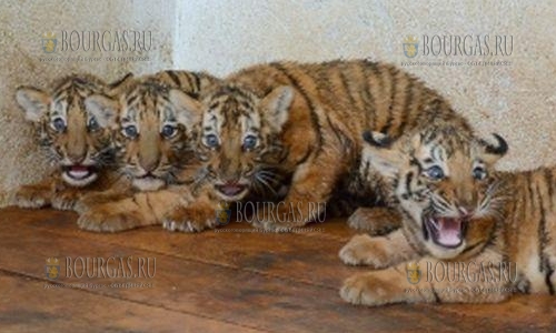 В зоопарке Пазарджика появились 10 новорожденных животных