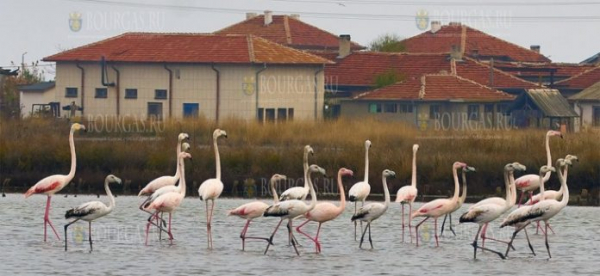 Розовые фламинго поселились в районе Поморийского озера