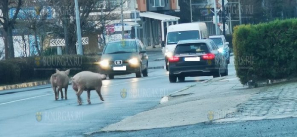 По улицам Несебра ходят… свиньи