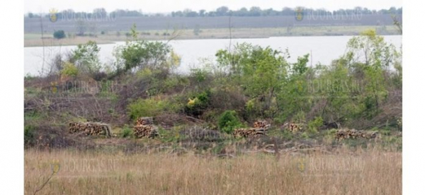 В Болгарии, в районе Дуранкулак, кто-то разрушил гнезда бакланов