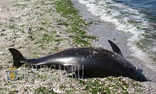 На пляже «Корал» море выбросило мертвого дельфина