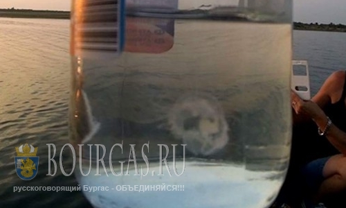 В одном из озер Болгарии появились медузы