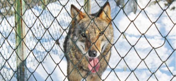Волк сбежал из зоопарка в Хасково