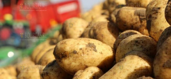 Картофелеводы Болгарии готовы выйти на акции протеста