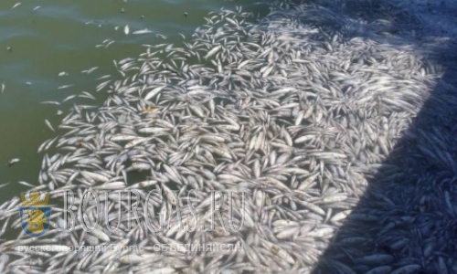 В районе озера в районе Аксаково из воды достали тонны погибшей рыбы