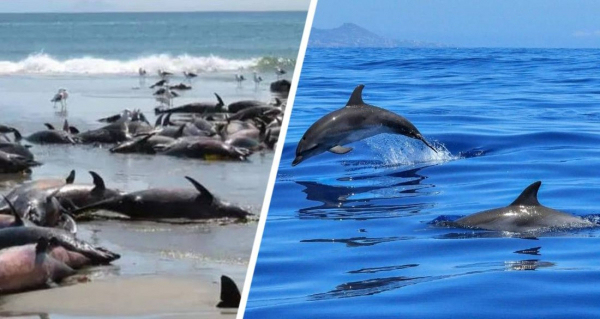 На пляжи Черного моря выбросило тысячи мертвых дельфинов