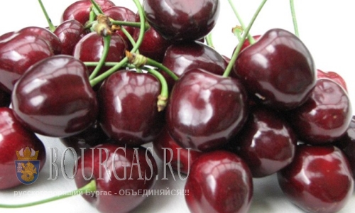 Урожай черешни в Кюстендильском области Болгарии в этом году НИКАКОЙ