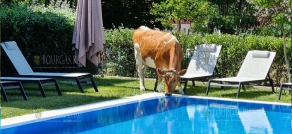 Коровы пугают туристов на Солнечном Берегу