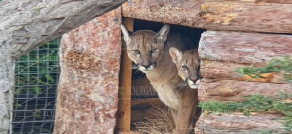 Зоопарк Бургаса пополнился новыми животными