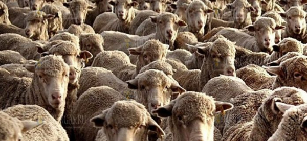 Неизвестные украли целую отару овец в Болгарии