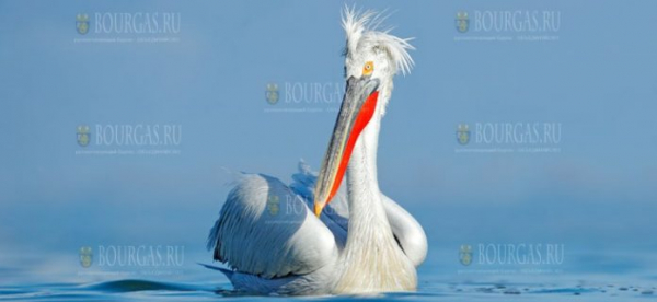 100 кудрявых пеликанов будут зимовать в Болгарии