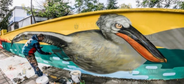 Необычный Кудрявый пеликан появился на улицах Бургаса