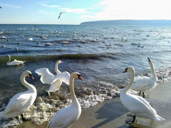 Лебедей прилетело зимовать в Болгарию меньше